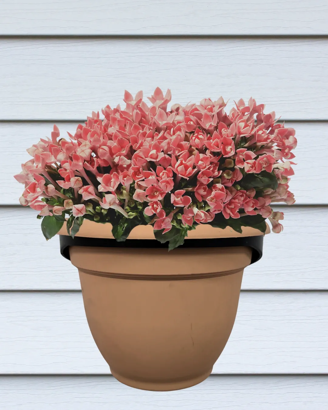 Plant Hanger - 8" Single